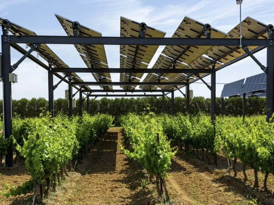 Le solaire à la rescousse des vignerons